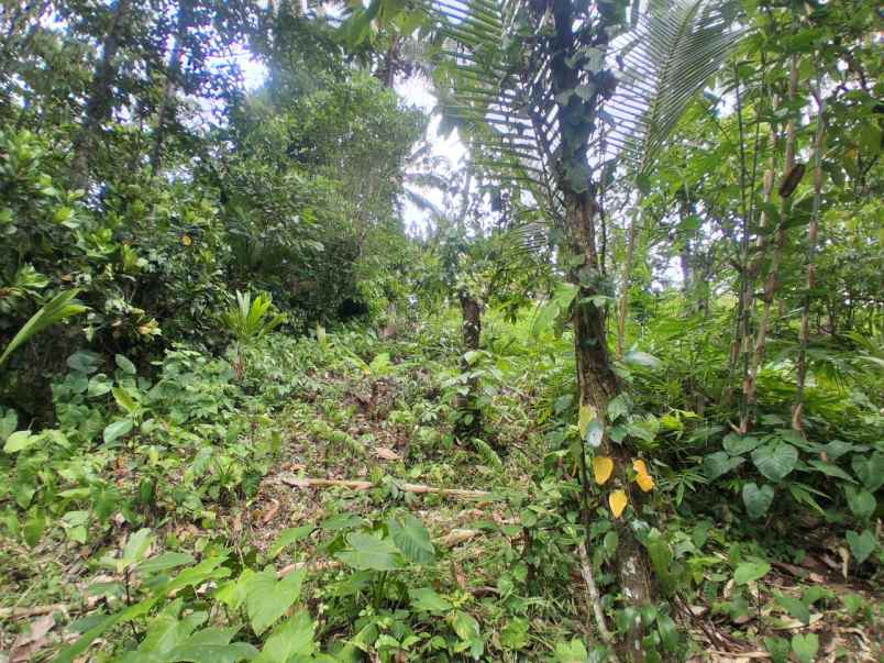 dijual lahan kebun sawah los sungai dan view gunung