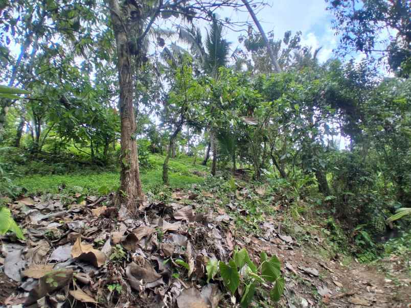 dijual lahan kebun sawah los sungai dan view gunung