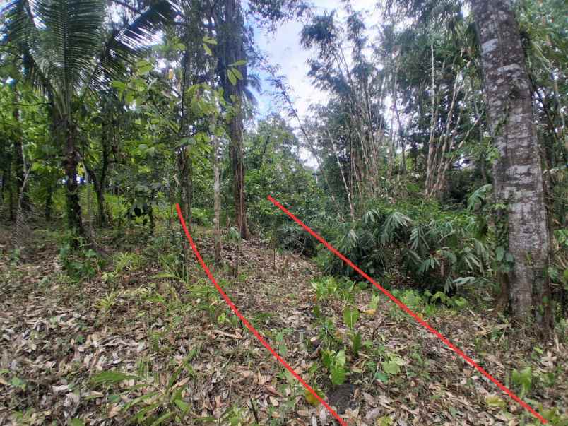 dijual lahan kebun sawah los sungai dan view gunung