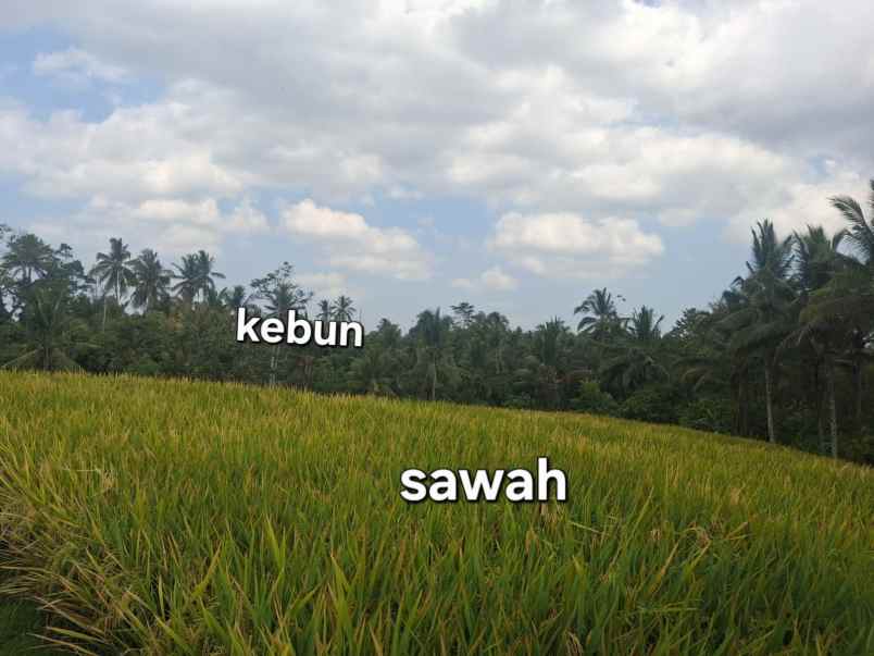 dijual lahan kebun sawah los sungai dan view gunung