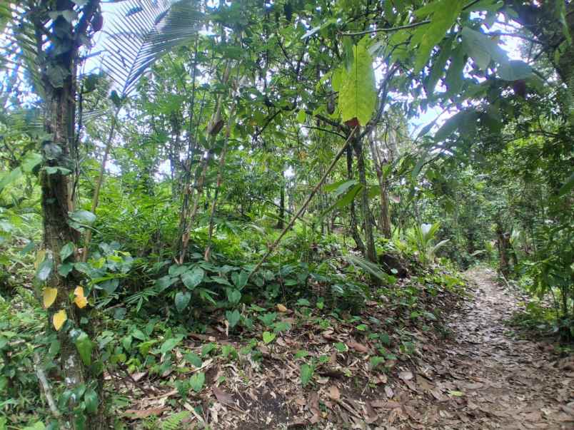 dijual lahan kebun sawah los sungai dan view gunung