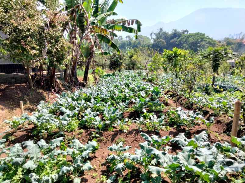 dijual rumah tulungrejo