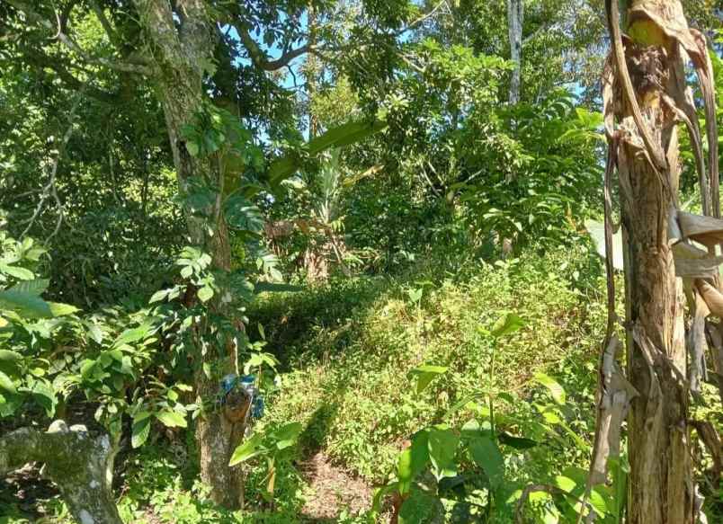 dijual tanah desa sanda kec pupuan