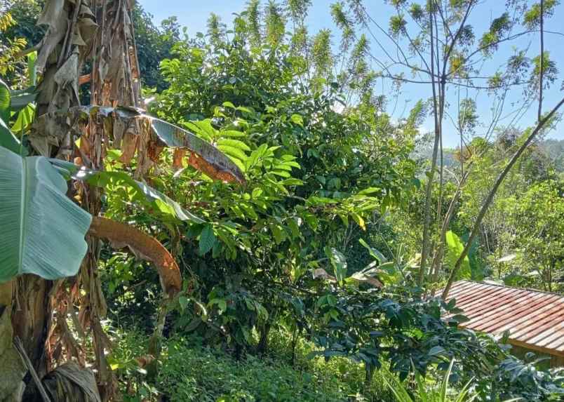 dijual tanah desa sanda kec pupuan