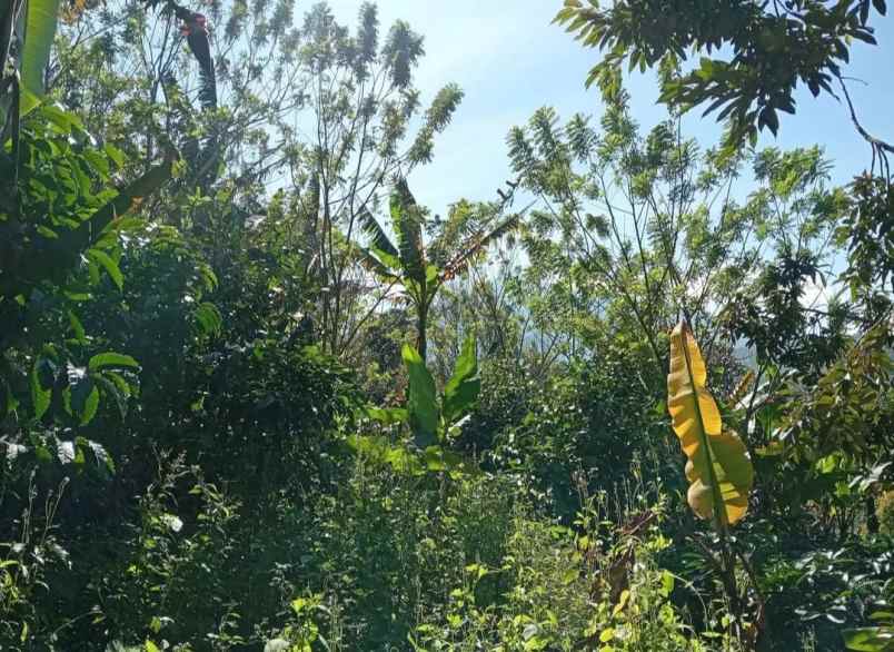 dijual tanah desa sanda kec pupuan