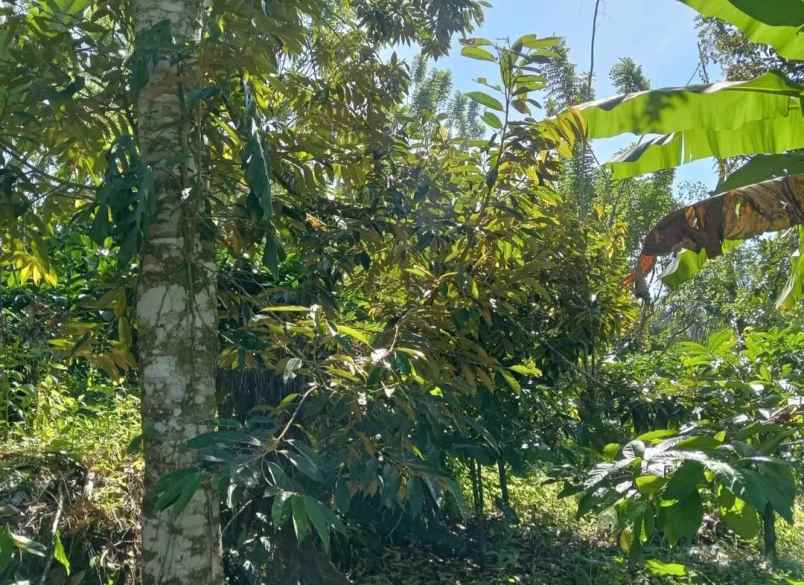dijual tanah desa sanda kec pupuan