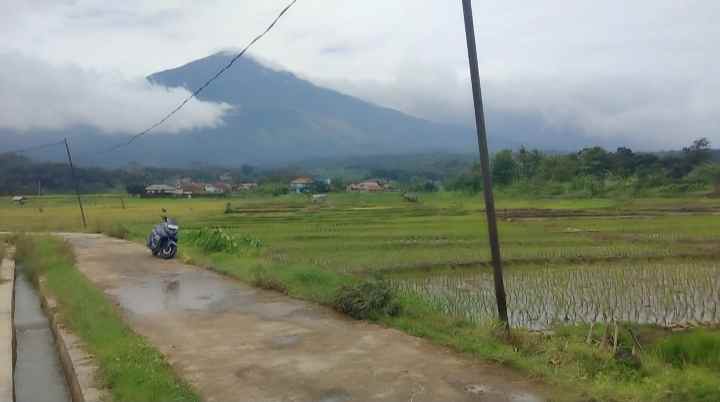 dijual tanah di tanami padi view gunung