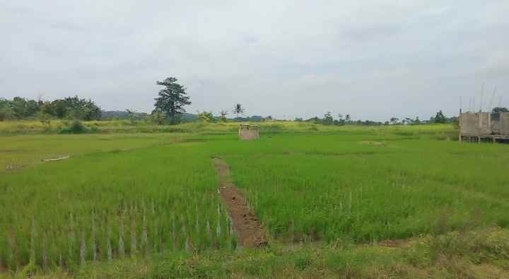 dijual tanah di tanami padi view gunung