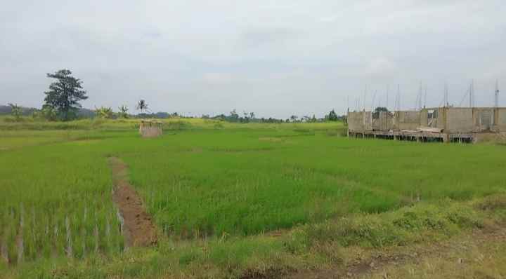 dijual tanah di tanami padi view gunung
