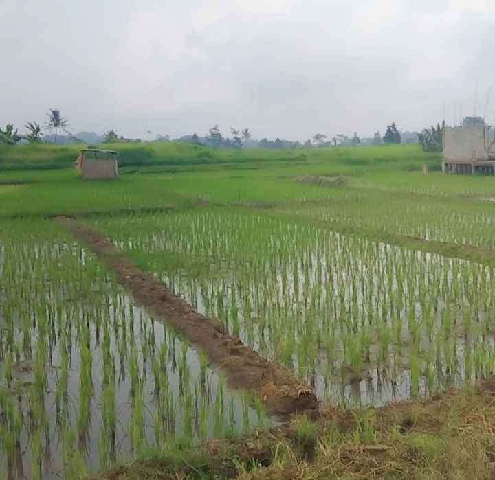dijual tanah di tanami padi view gunung