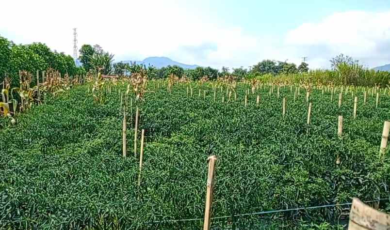 dijual tanah dolat rayat berastagi