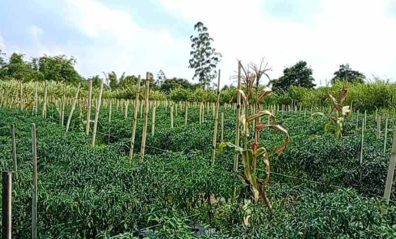 dijual tanah dolat rayat berastagi