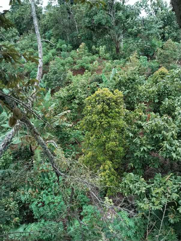 dijual tanah dusun bodo waluh rt 05 rw