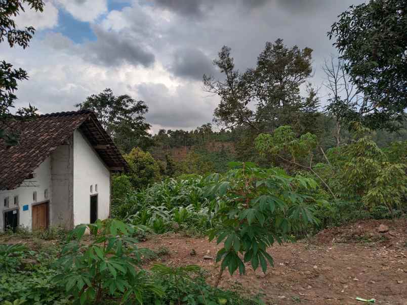 dijual tanah dusun bodo waluh rt 05 rw