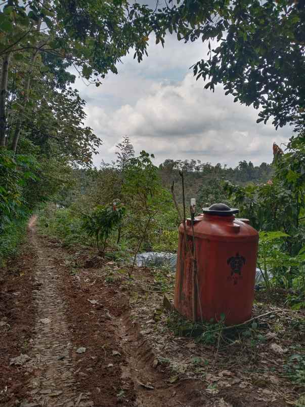 dijual tanah dusun bodo waluh rt 05 rw