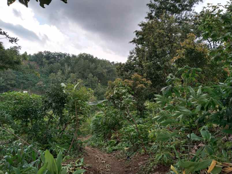 dijual tanah dusun bodo waluh rt 05 rw