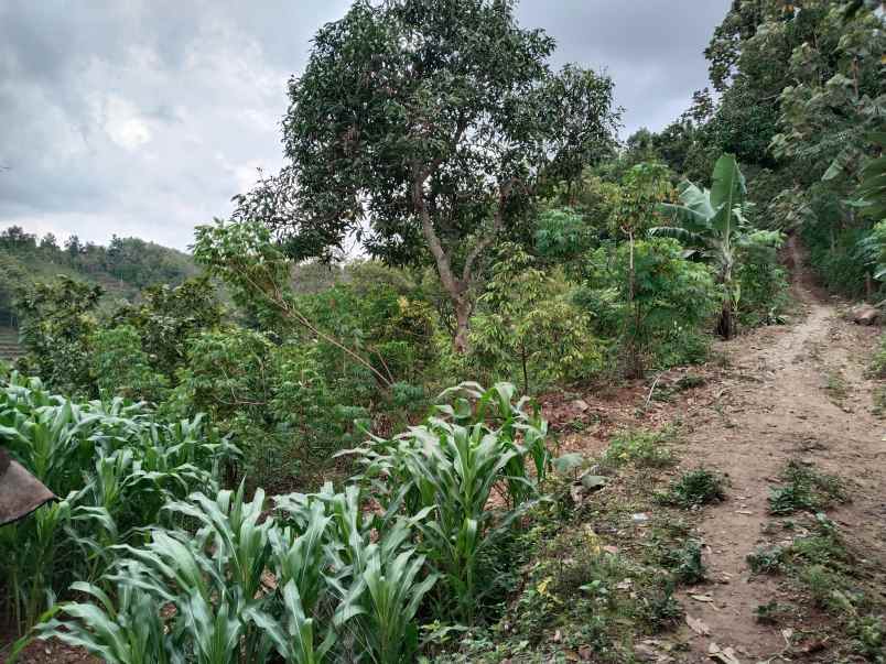 dijual tanah dusun bodo waluh rt 05 rw