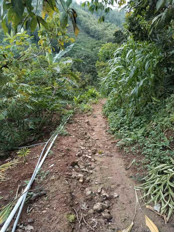 dijual tanah dusun bodo waluh rt 05 rw