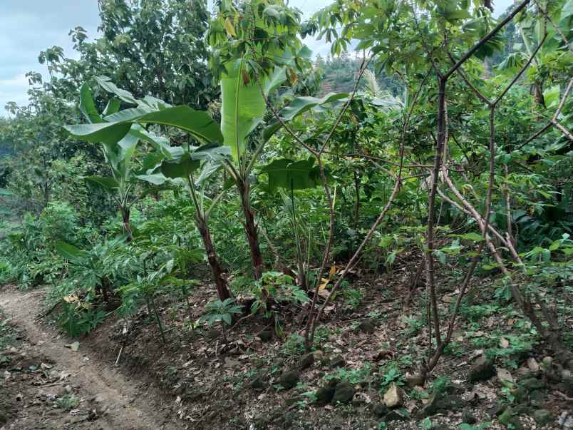 dijual tanah dusun bodo waluh rt 05 rw