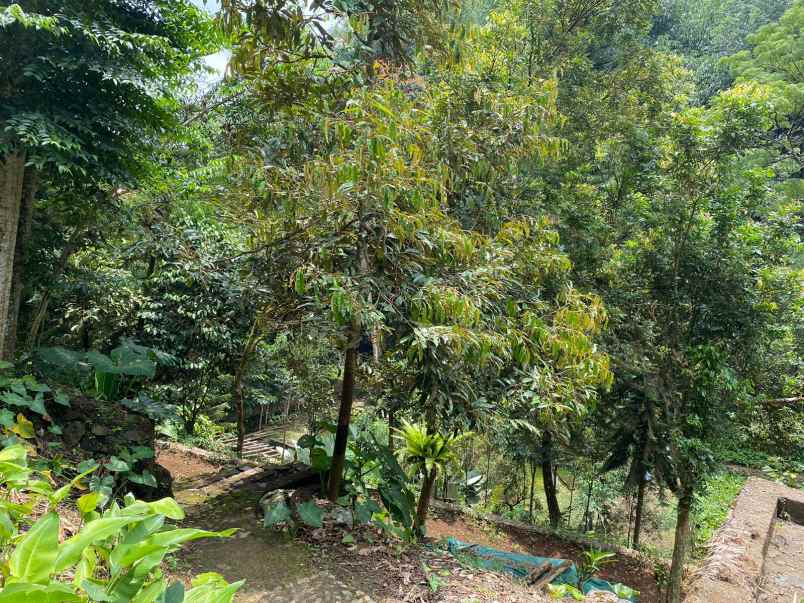 dijual tanah kebun lokasi cibedug ciawi jawa barat