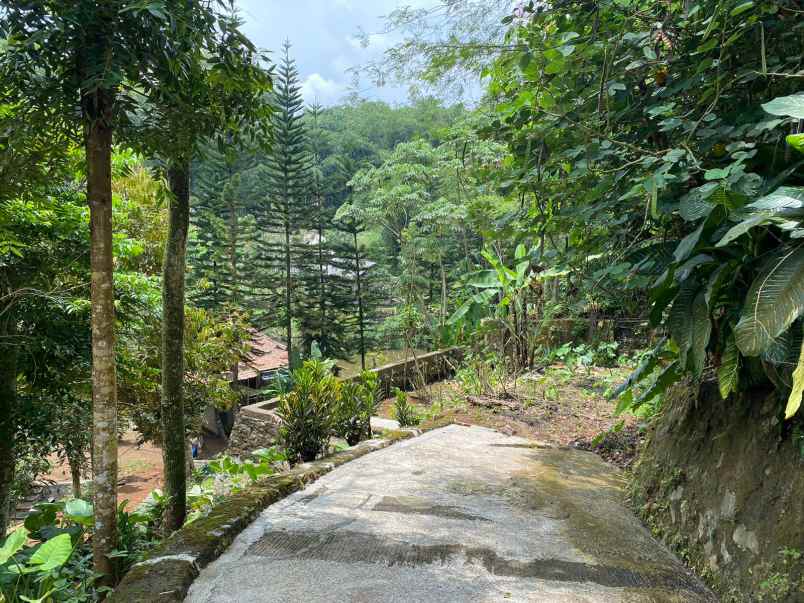 dijual tanah kebun lokasi cibedug ciawi jawa barat
