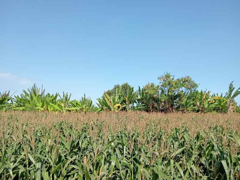 dijual tanah murah hadap barat view pantai sunset