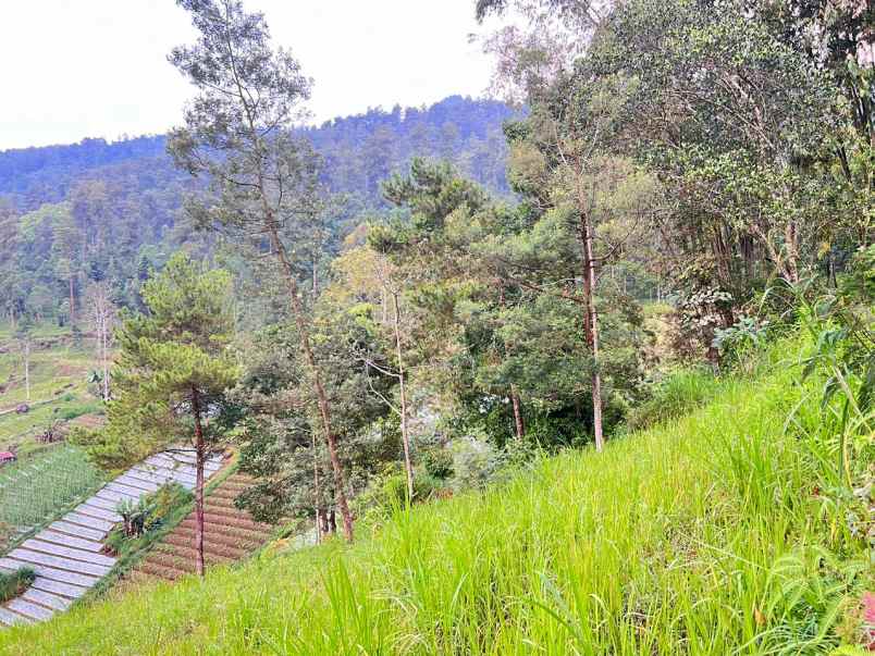 dijual tanah ngargoyoso karanganyar