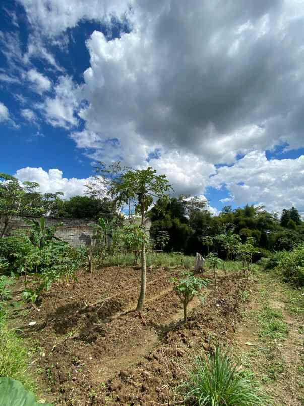 dijual tanah pabuaran sukamakmur