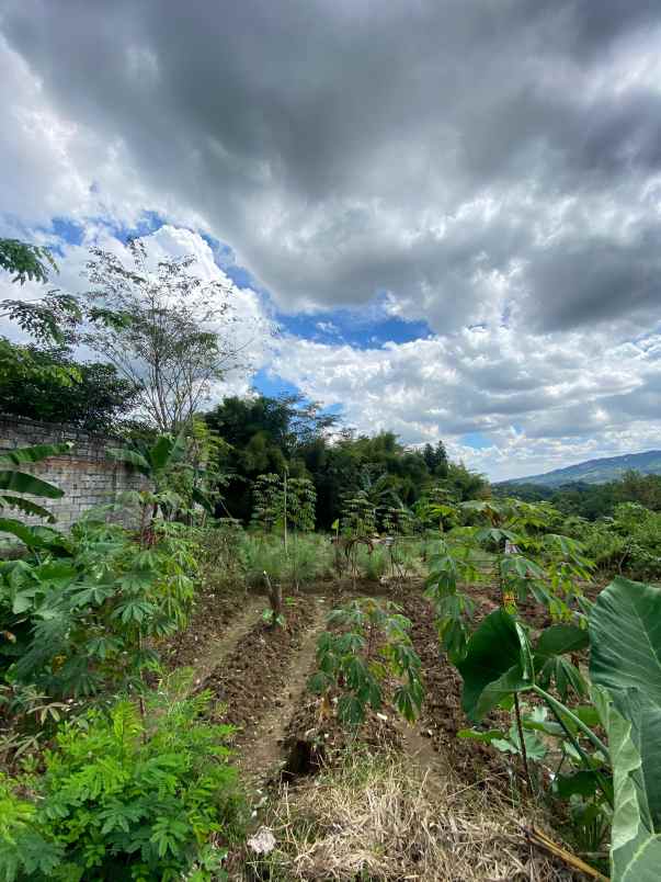 dijual tanah pabuaran sukamakmur