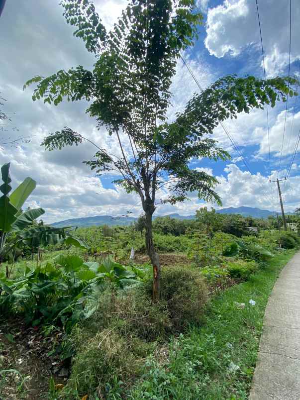 dijual tanah pabuaran sukamakmur