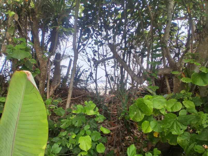 dijual tanah selabih desa lalanglinggah