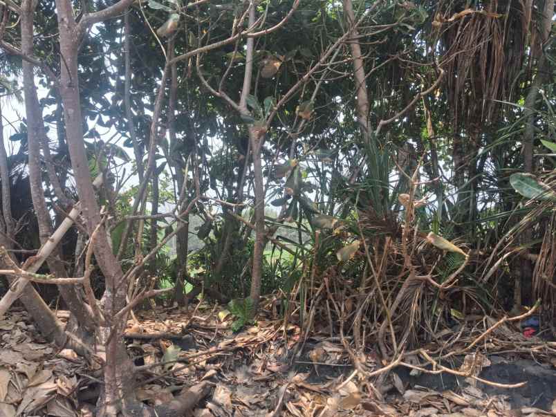 dijual tanah selabih desa lalanglinggah