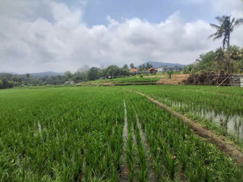 dijual tanah selabih desa lalanglinggah