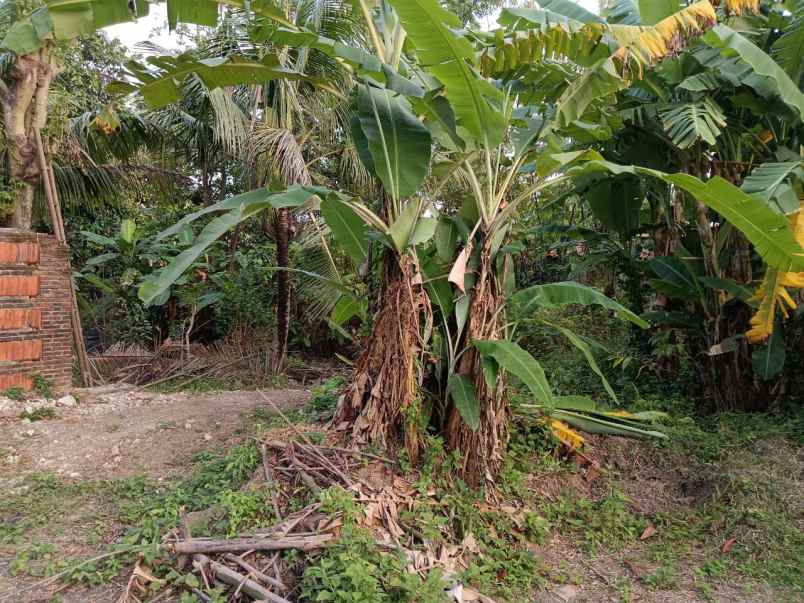 dijual tanah strategis di podoluhur klirong kebumen