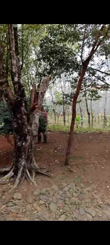 dijual tanah sukanagara