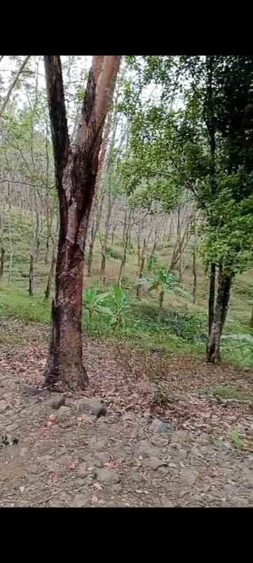 dijual tanah sukanagara
