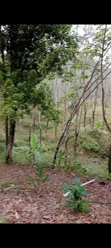 dijual tanah sukanagara