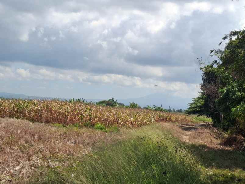dijual tanah tibubiyu kerambitan