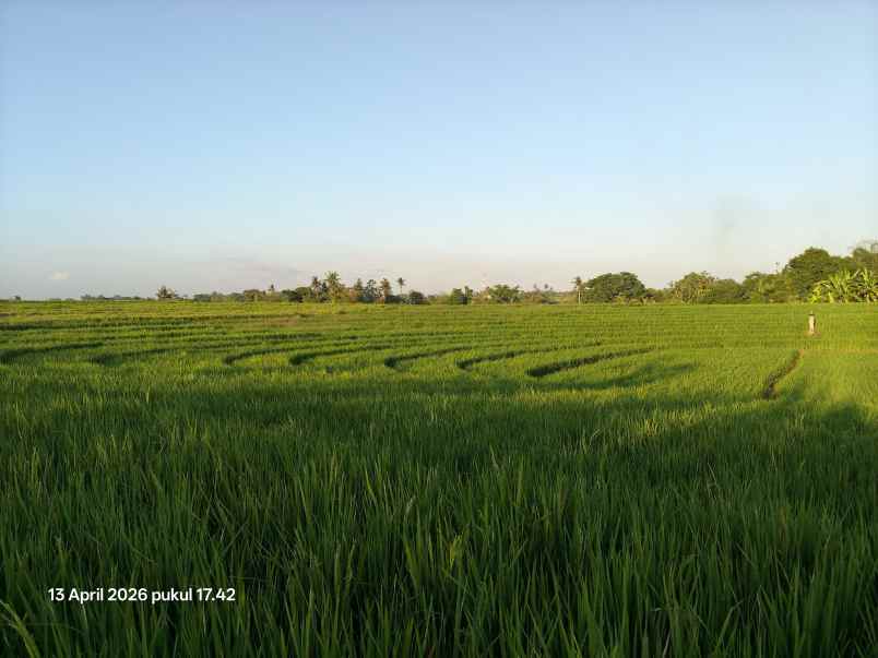 dijual tanah tibubiyu tabanan bali