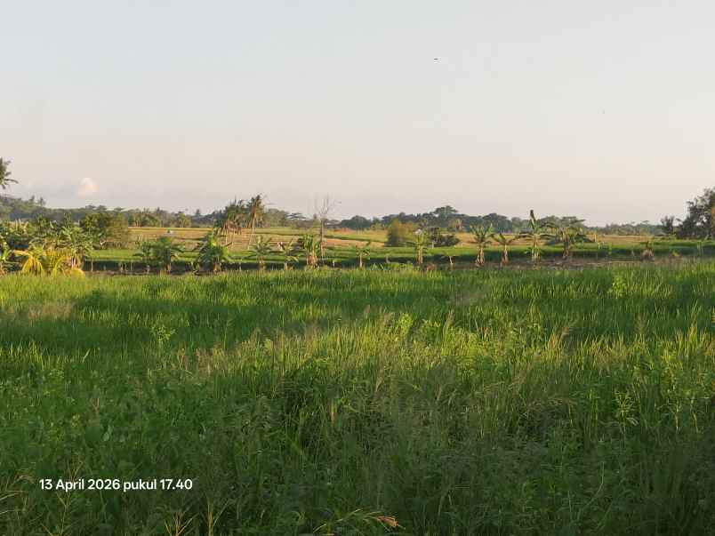 dijual tanah tibubiyu tabanan bali