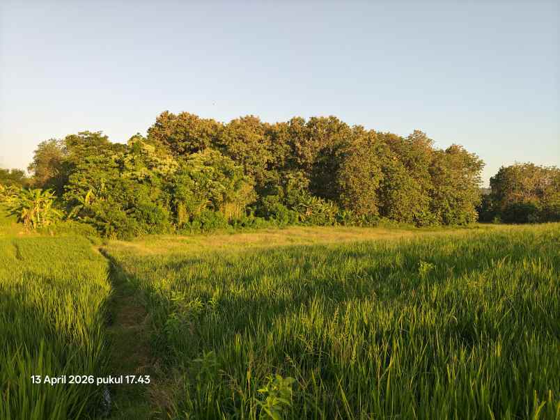 dijual tanah tibubiyu tabanan bali