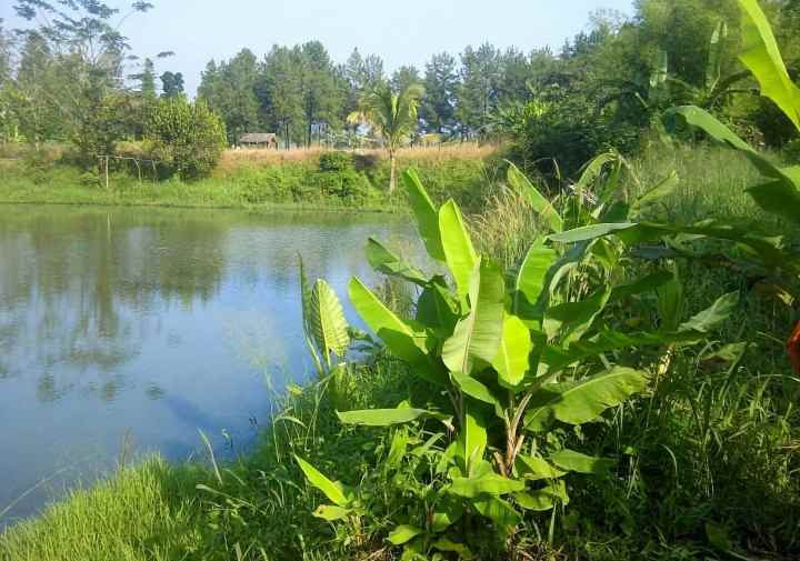 dilepas cepat tanah investasi bojonggede 2659m shm