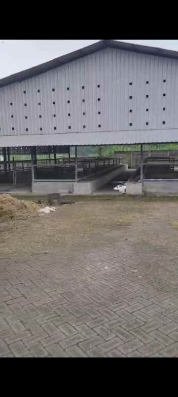 ex kandang sapi siap operasi