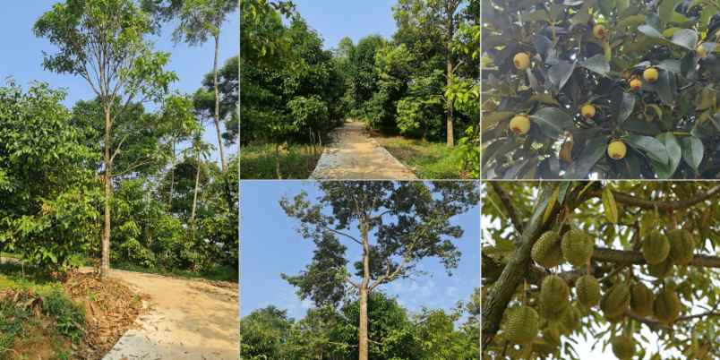 jual kebun durian di bogor