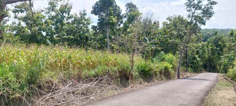 jual tanah datar 8001m 90rb m siap bangun sragen