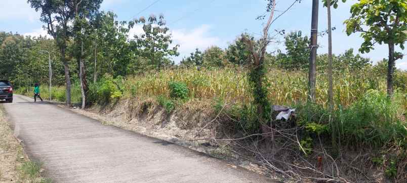 jual tanah datar 8001m 90rb m siap bangun sragen