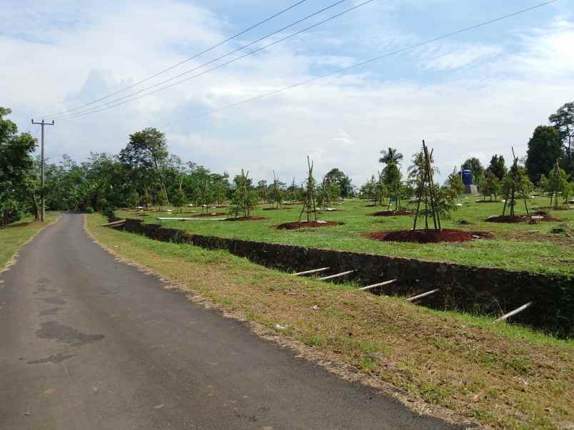 kebun durian black thorn 70 pohon subang