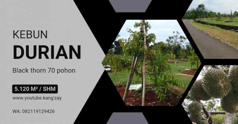 kebun durian black thorn 70 pohon subang