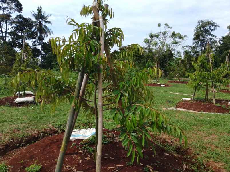 kebun durian black thorn 70 pohon subang