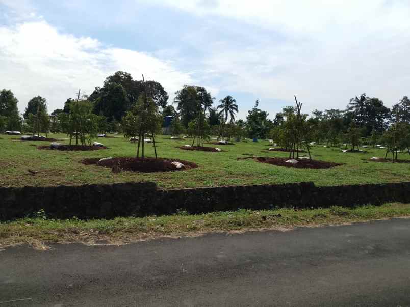 kebun durian black thorn 70 pohon subang